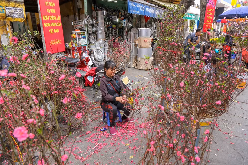 给桃花做修剪。图自越通社