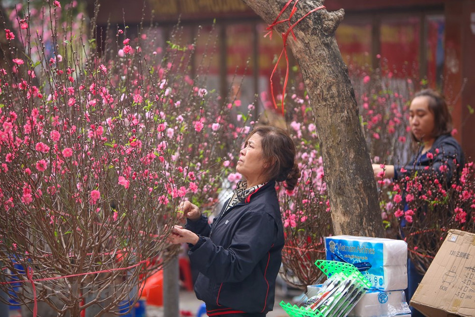 给桃花做修剪。图自越通社