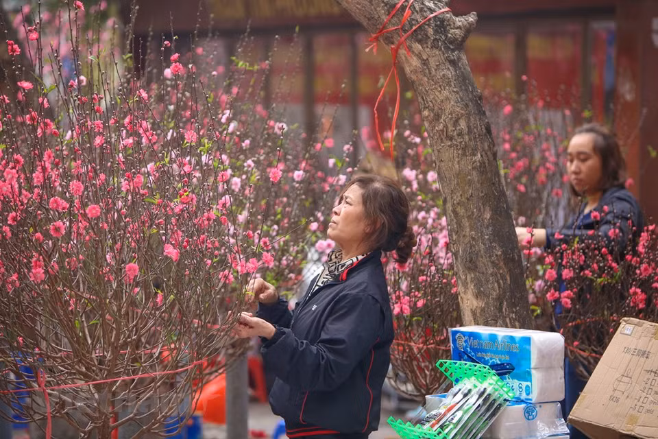 给桃花做修剪。图自越通社