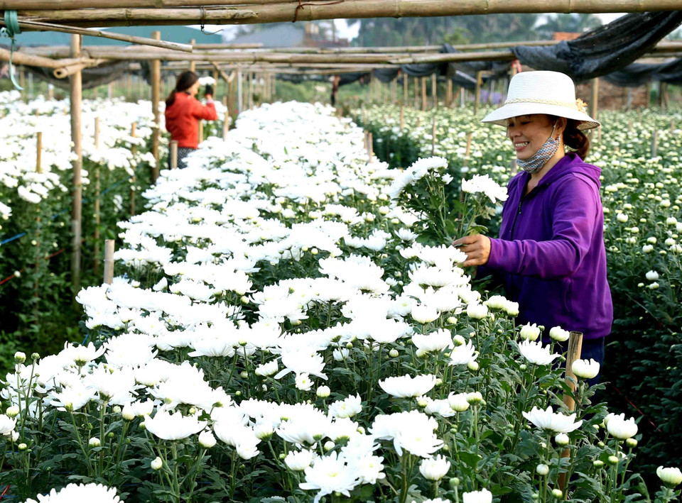 花农采收菊花。图自越通社