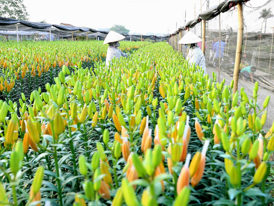 百合花园。图自越通社