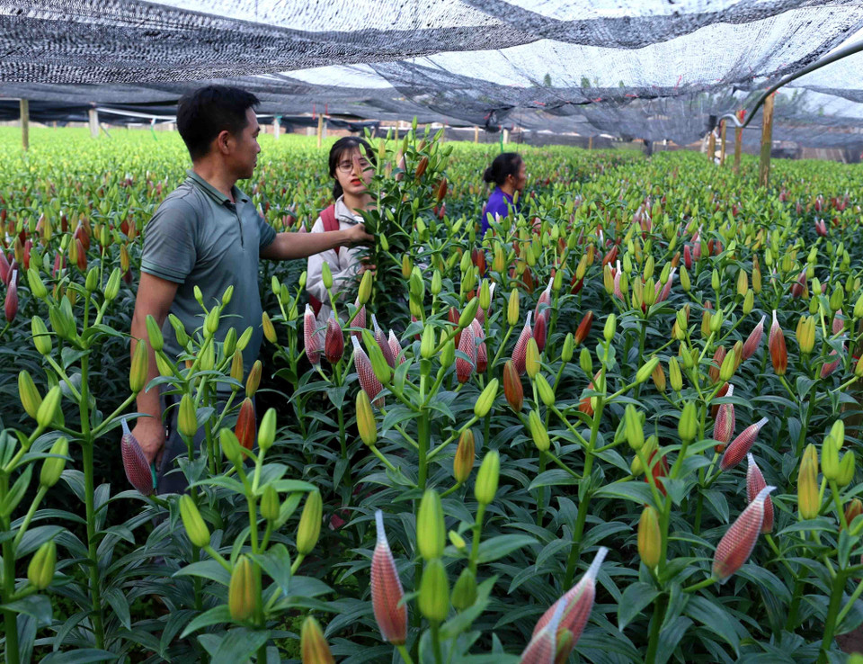 客户挑选新鲜的百合花。图自越通社