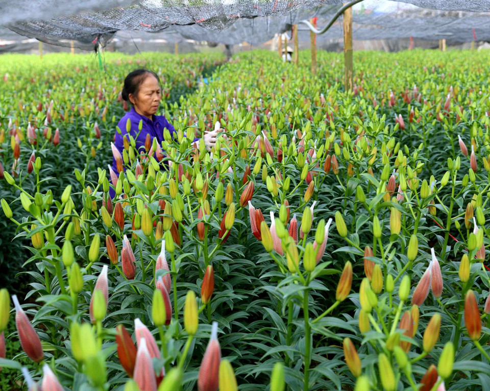 农化采摘百合花。图自越通社