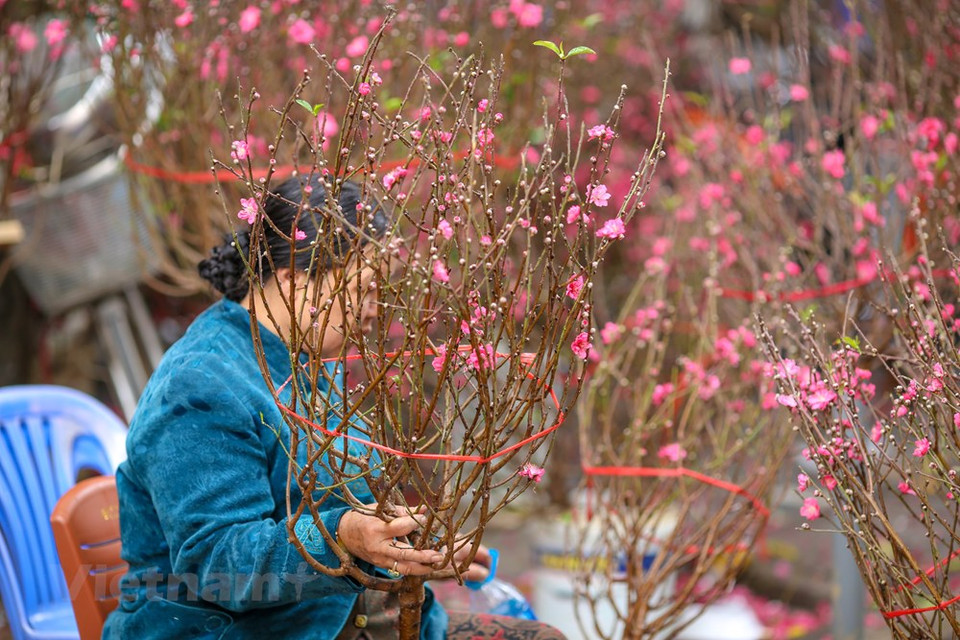 今年的桃花提前盛开，染红了整条街道。图自越通社