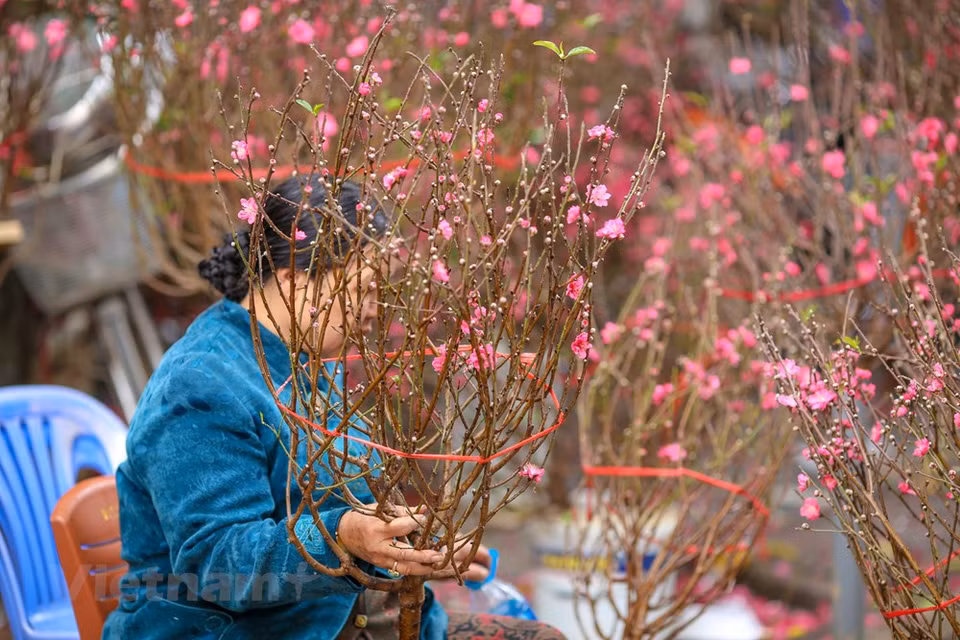 今年的桃花提前盛开，染红了整条街道。图自越通社