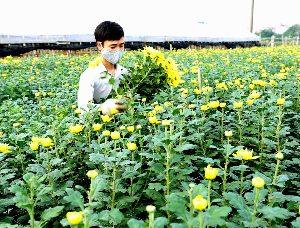 农化采摘菊花。图自越通社