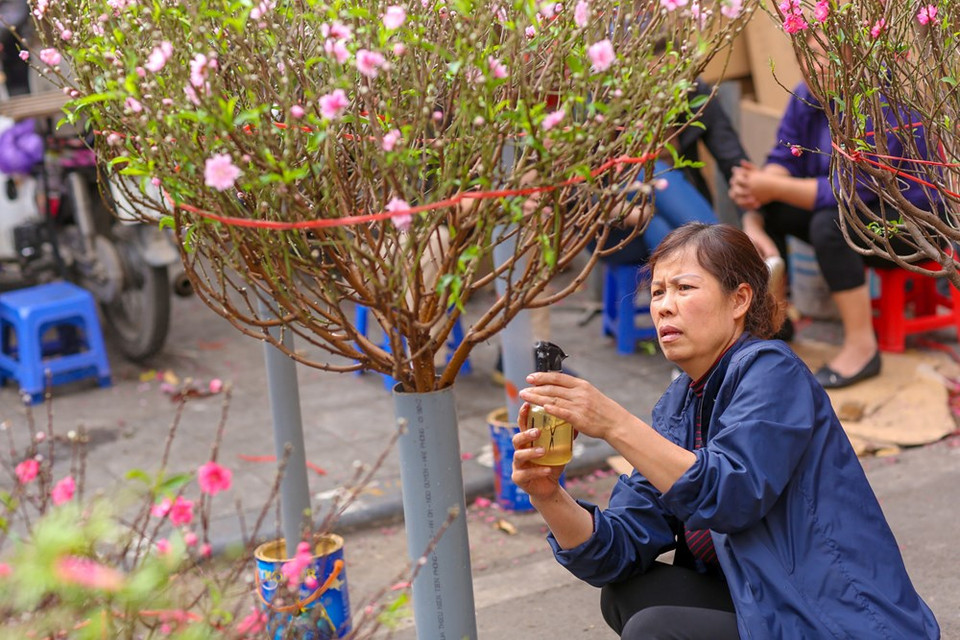 卖桃花的人。图自越通社