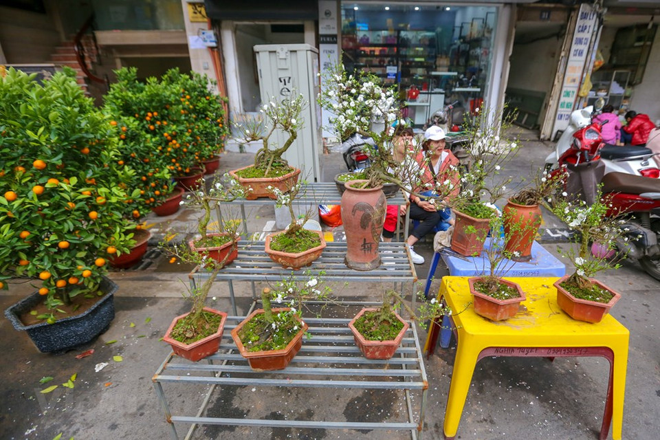 篦行街的花市不仅卖桃花和金桔，而且还卖许多其他的花种。图自越通社