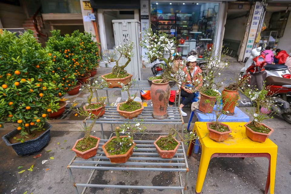 篦行街的花市不仅卖桃花和金桔，而且还卖许多其他的花种。图自越通社