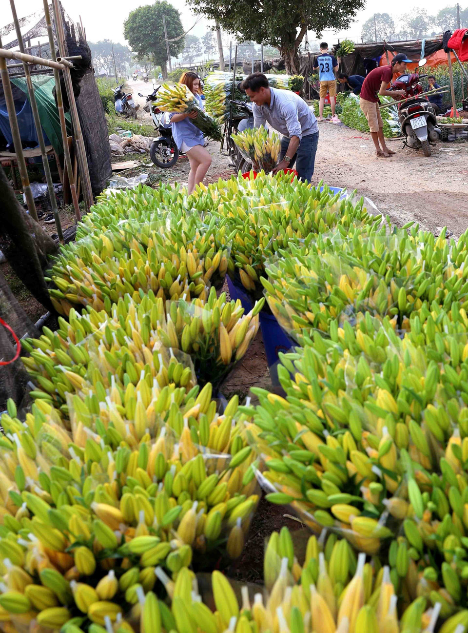 美丽的百合花。图自越通社