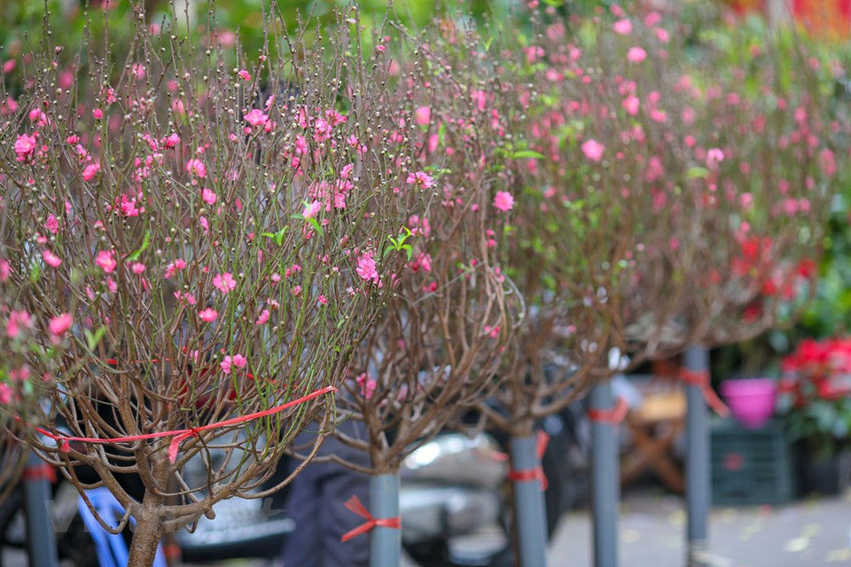 今年的桃花提前盛开，染红了整条街道。图自越通社