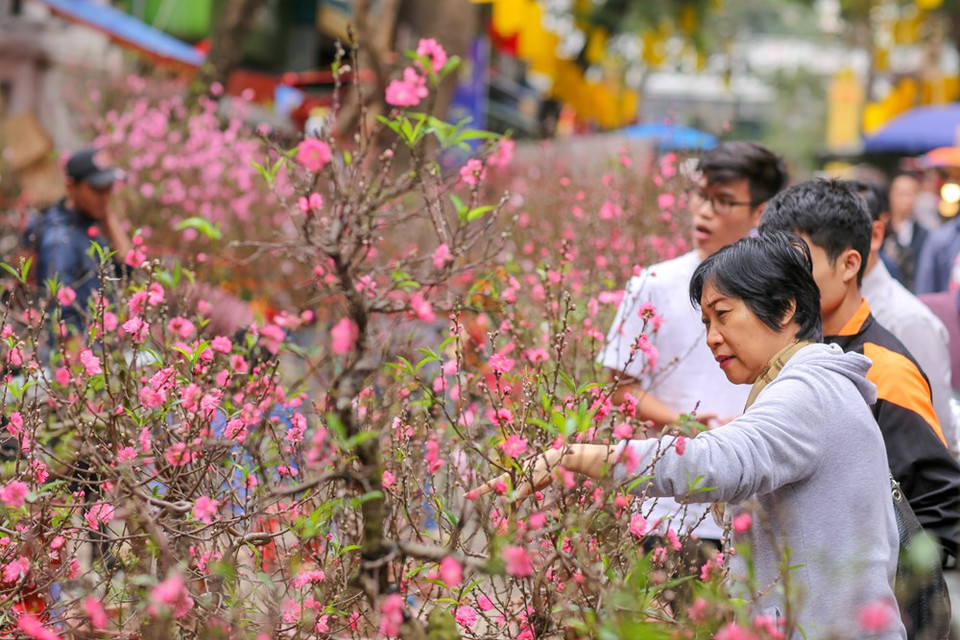 今年的桃花提前盛开，染红了整条街道。图自越通社