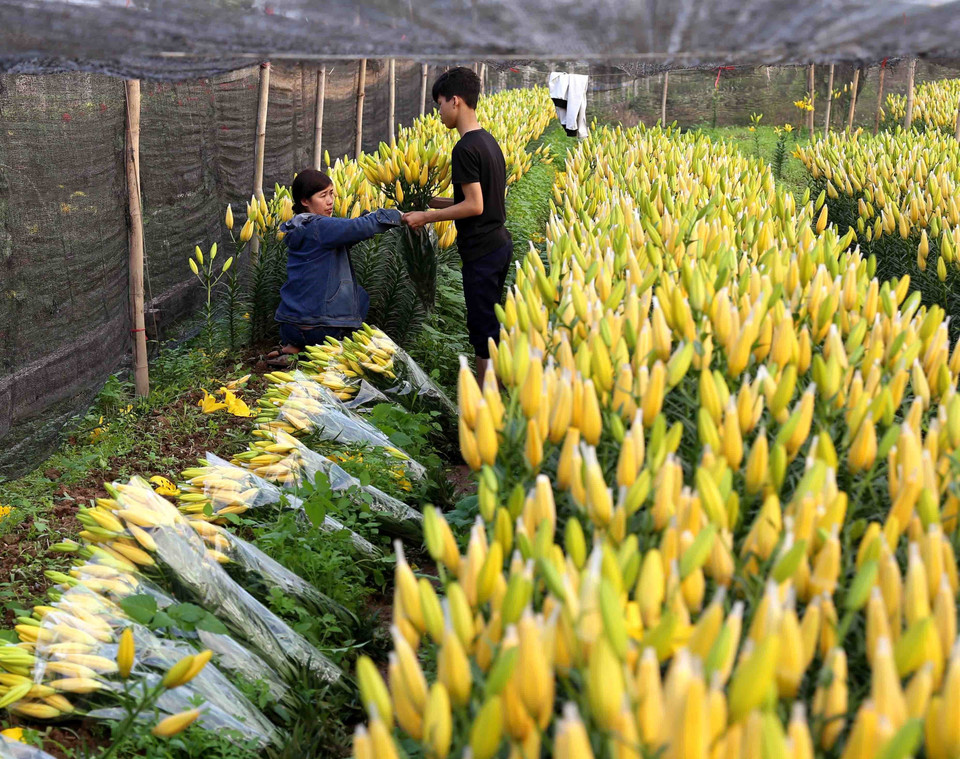 西就鲜花颇受消费者的好评，其质量现在可与大叻花相提并论。图自越通社