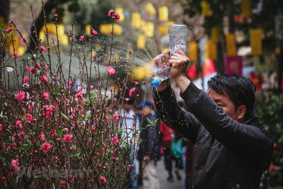 给桃花浇水。图自越通社