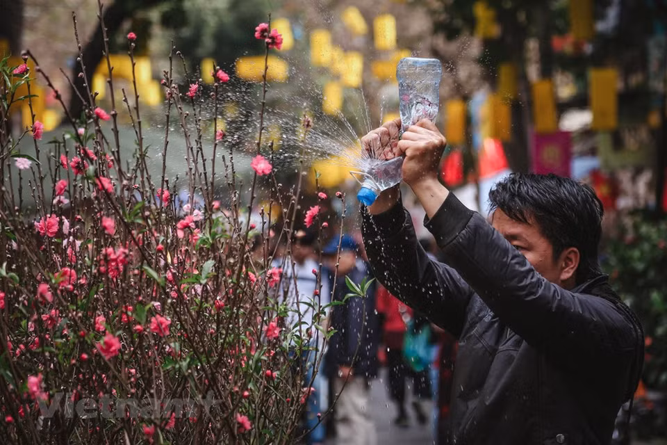 给桃花浇水。图自越通社