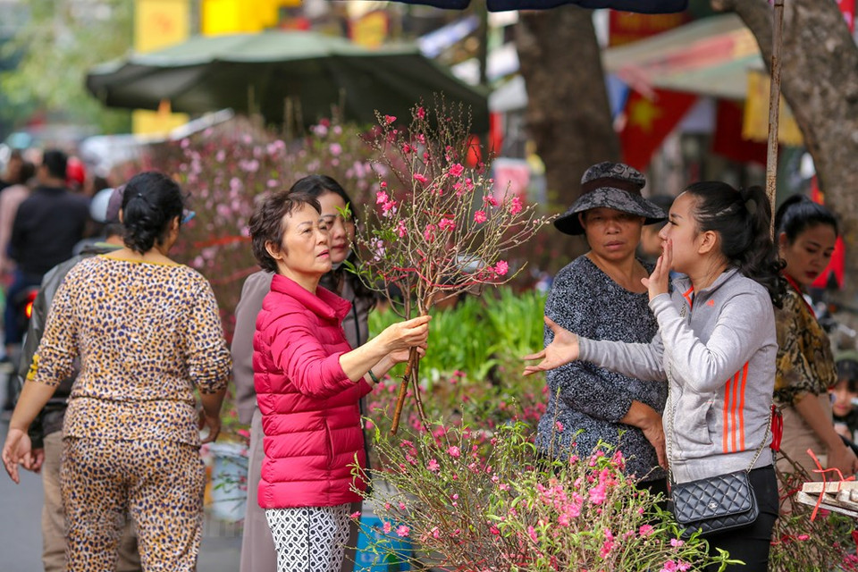人们来到这里购买桃花。图自越通社