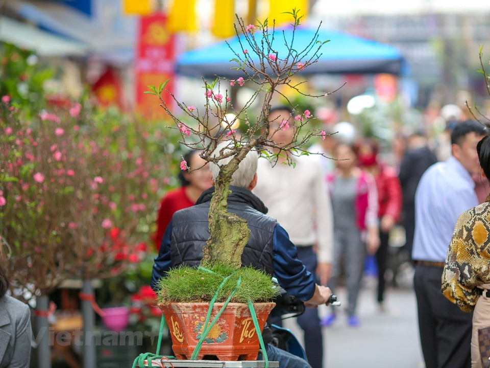 人们来到这里购买桃花。图自越通社