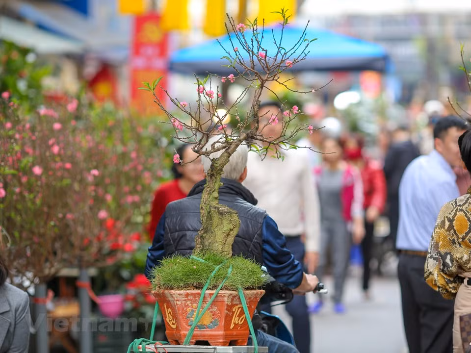 人们来到这里购买桃花。图自越通社