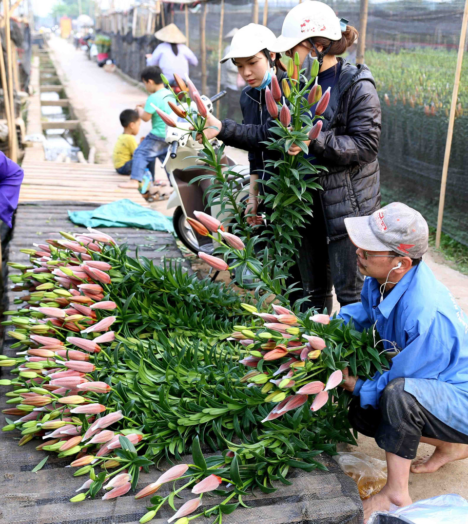 客户挑选新鲜的百合花。图自越通社