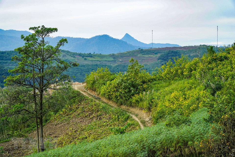 这里的肿柄菊让游客沉醉其中。图自 越通社