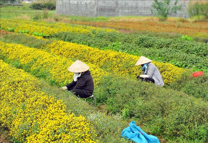 义寨村杭菊花种植与加工业与该村中药药材种植与加工业息息相关。图自越通社