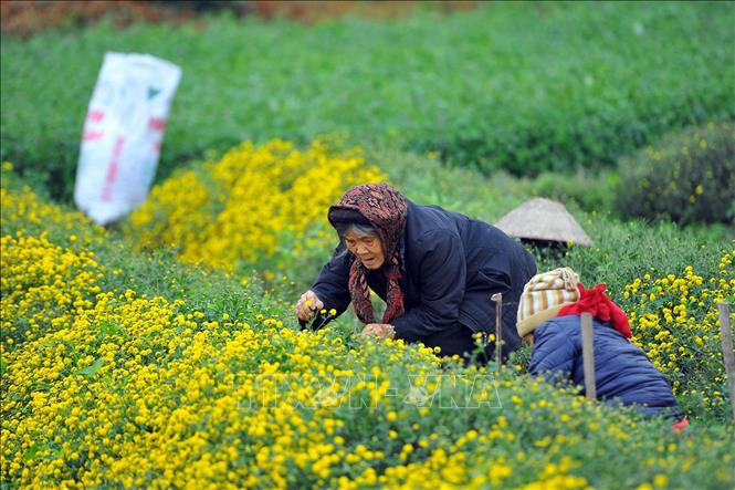 烘干的杭菊花是一种很好的药材。图自越通社