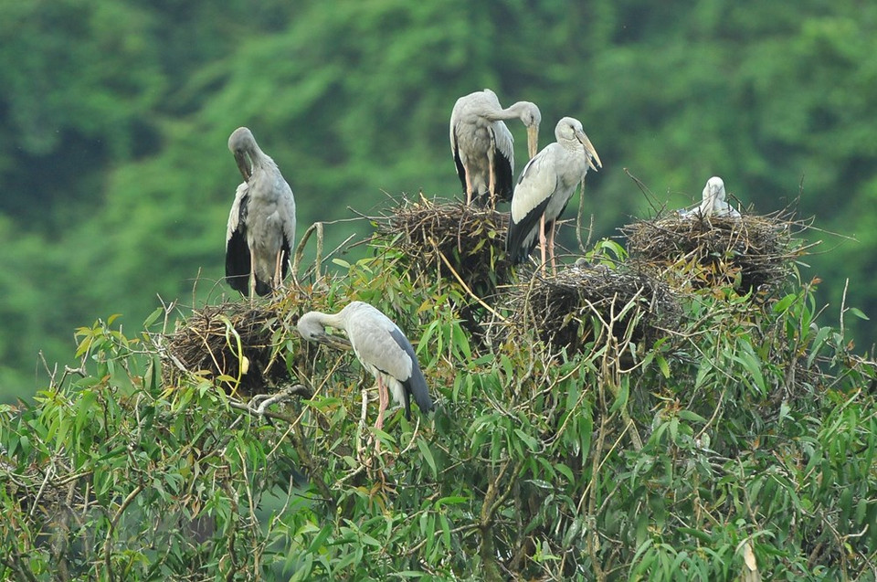 通岩鸟园鸟类的自然之美。图自越通社