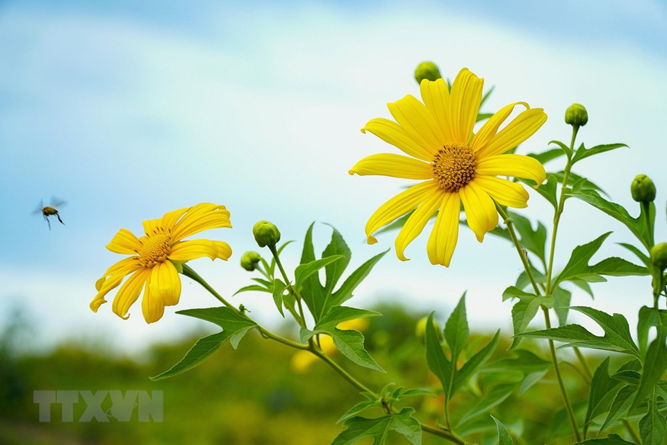 竞相怒放的肿柄菊。图自 越通社