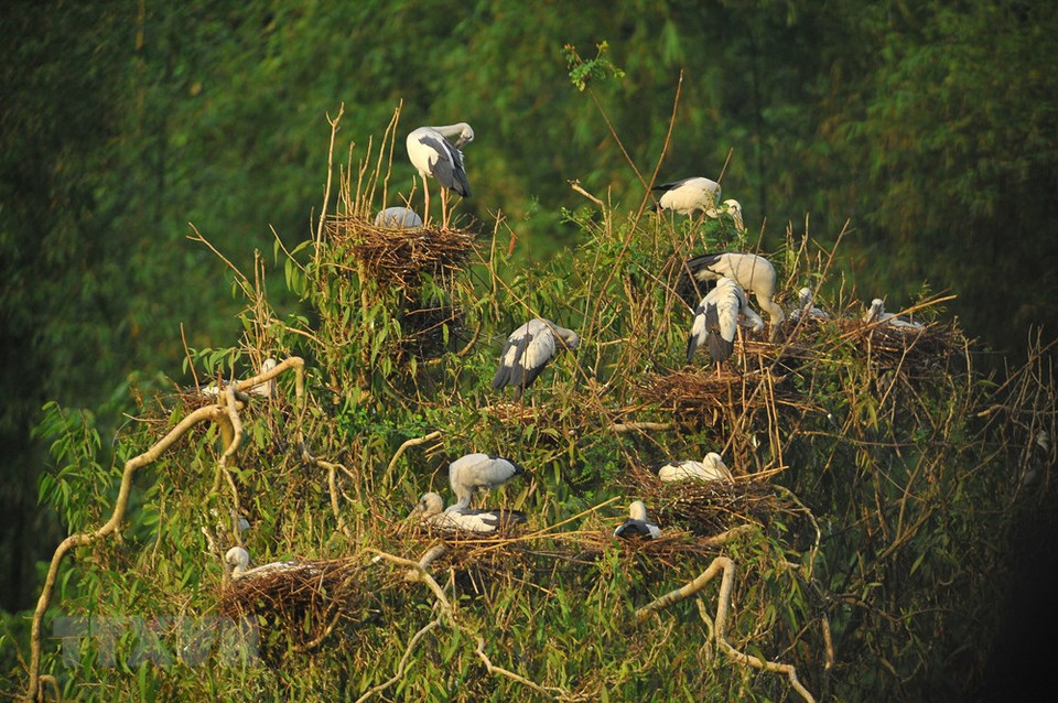 观赏各种鸟类飞翔的画面让游客沉浸在舒适、安逸的自然空间。图自越通社
