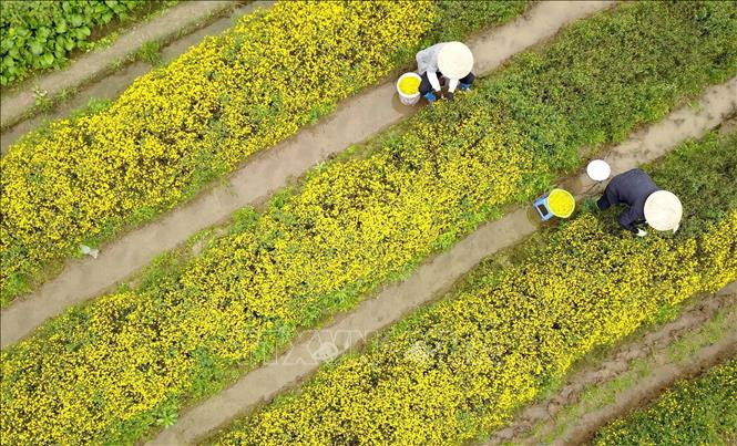 除了服务于国内消费需求，该村的杭菊产品还销往很多国家。图自越通社
