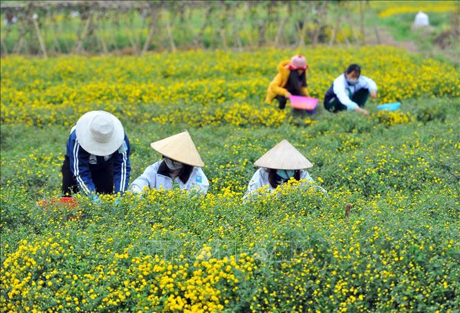 每年11月和12月，义寨村又进入杭菊收割季节。这是一种珍贵的药材，具有清热解毒的功效。图自越通社