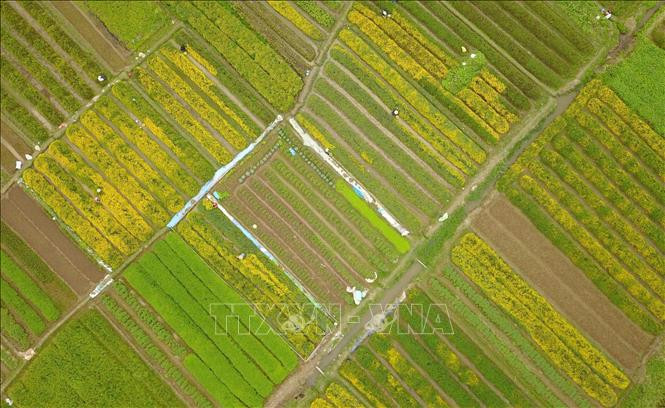 目前新光乡杭菊花种植总面积 20公顷，其中义寨村拥有最大的种植面积。图自越通社