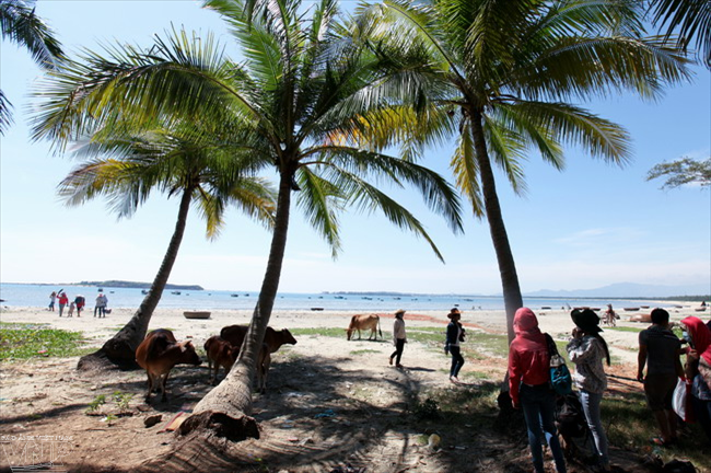 三海的原始海滩。（图片来源：越通社《越南画报》）
