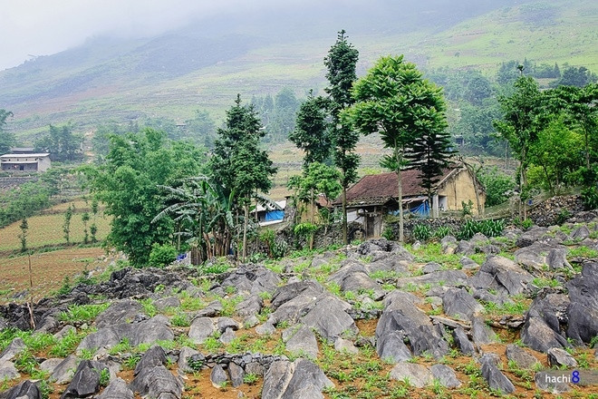 云寨乡海狮岩石园。这里的片石呈着长形，像海狮晒太阳一样朝着一个方向鳞次栉比（图片来源：vnexpress.net）