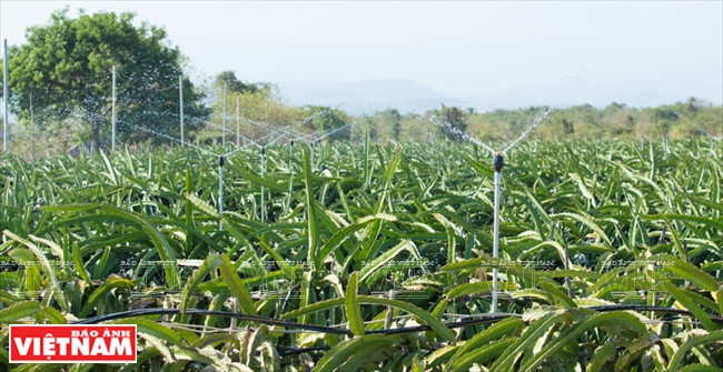 “小沙漠”上的火龙果农场的自动灌溉系统。图自越南画报
