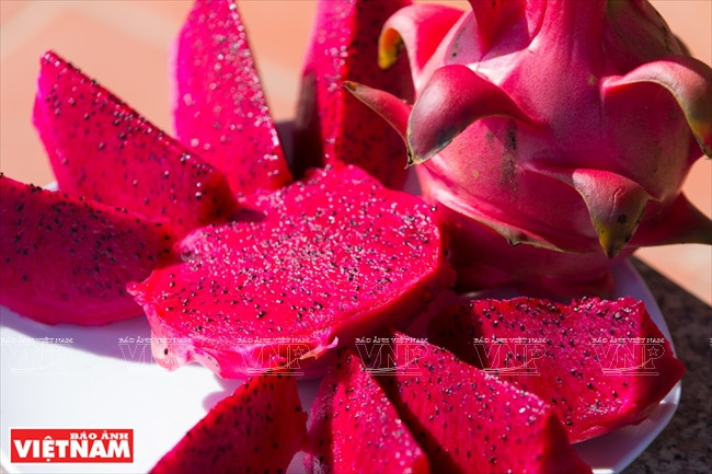 红心火龙果零售价格从3.5至4.5万越盾。图自越南画报