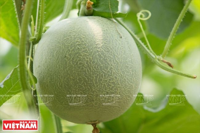 应用高新技术的哈密瓜质量很高。图自越南画报