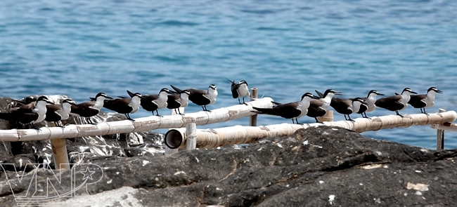 成群结队的海鸥。（图片来源：越南画报）