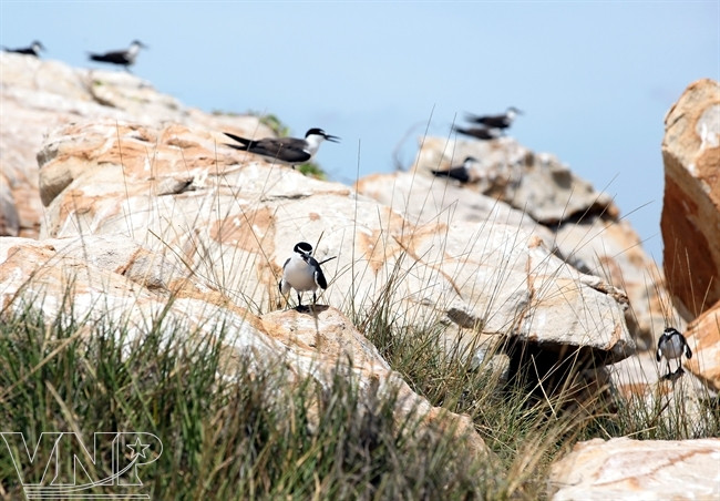 海鸥常在石壁缝穴里筑巢。（图片来源：越南画报）