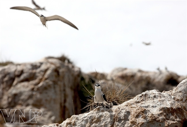 雌鸥看管鸟巢，雄鸥出外觅食。（图片来源：越南画报）
