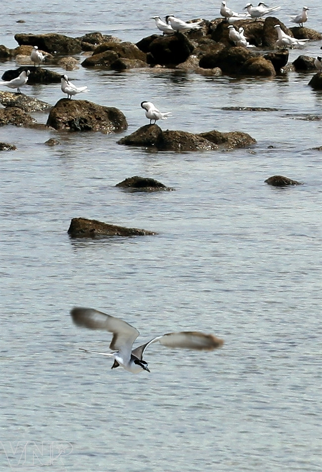 海鸥经常飞在水面觅食。（图片来源：越南画报）