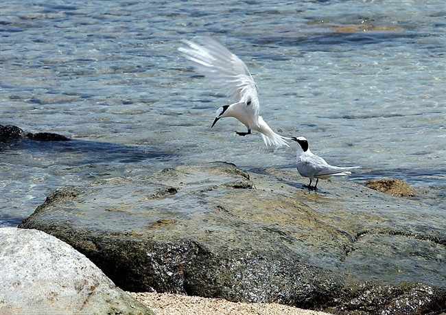 海鸥同管岛人亲密无间。（图片来源：越南画报）