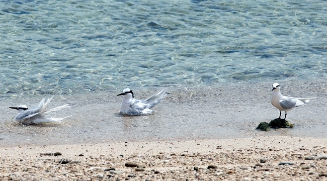 海鸥成群结队，洗浴时派一只放哨。（图片来源：越南画报）
