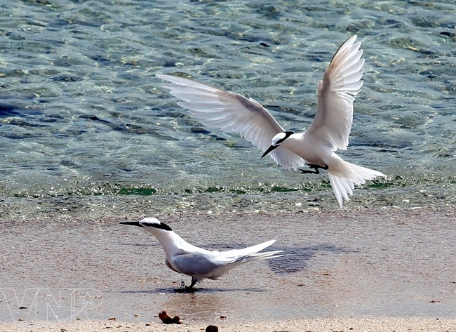 一对海鸥的魅力瞬间。（图片来源：越南画报）