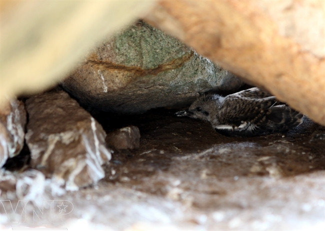 海鸥雏儿。（图片来源：越南画报）