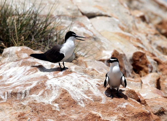 一对海鸥情侣。（图片来源：越南画报）