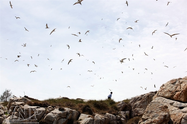 满天的海鸥。（图片来源：越南画报）