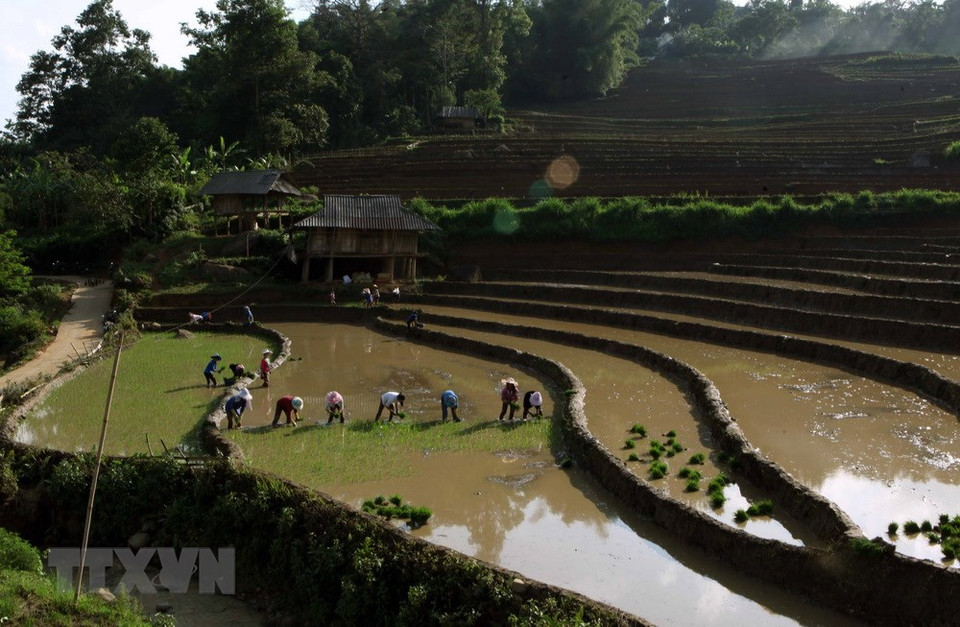 三堂县塔棱（Tả Lèng）乡田地已满水。越通社记者 贵忠 摄