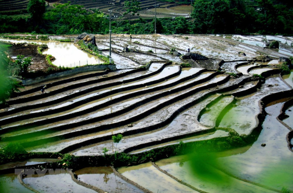 三堂县塔棱（Tả Lèng）乡田地已装满水。越通社记者 贵忠 摄