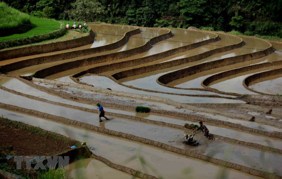 三堂县塔棱（Tả Lèng）田地已装满水。越通社记者 贵忠 摄
